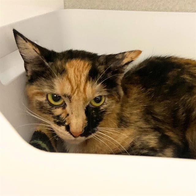 Unknown - Domestic Short Hair