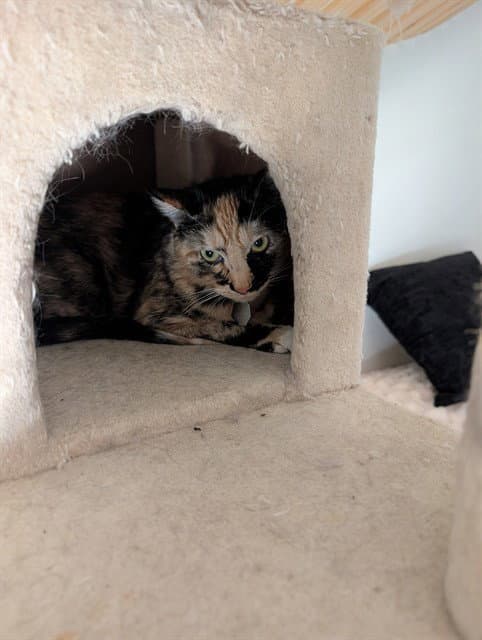 Unknown - Domestic Short Hair