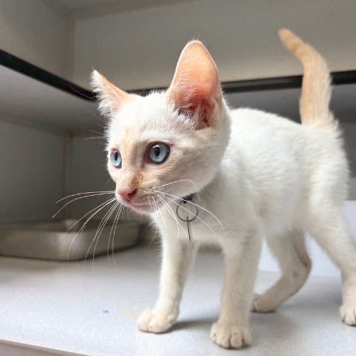 Cassius - Domestic Short Hair