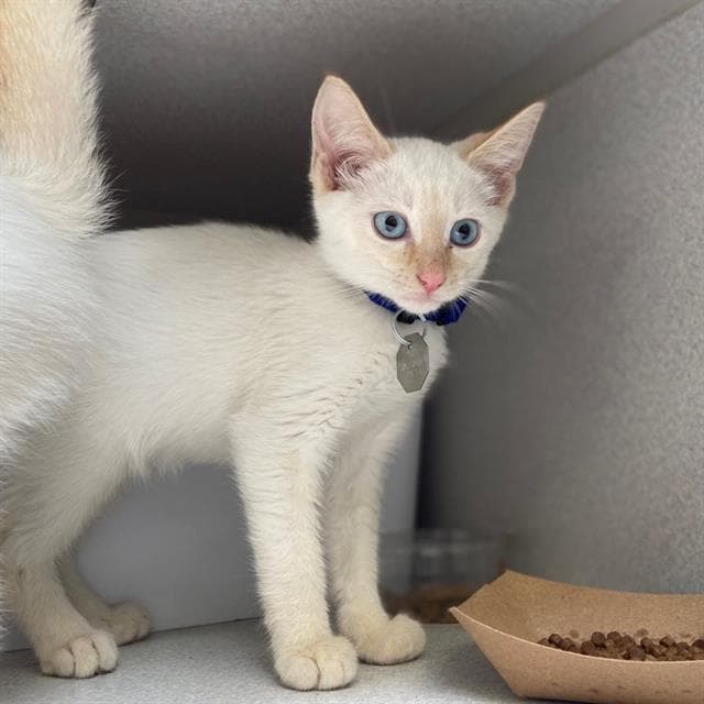 Julian - Domestic Short Hair