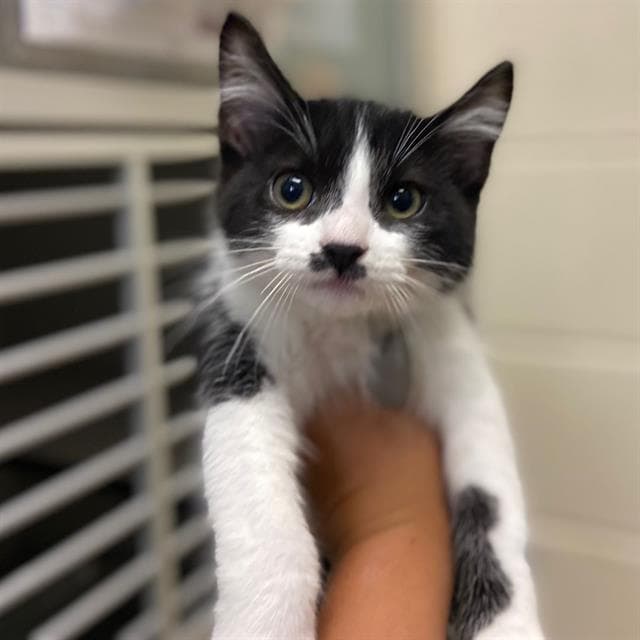 Heimlich - Domestic Short Hair