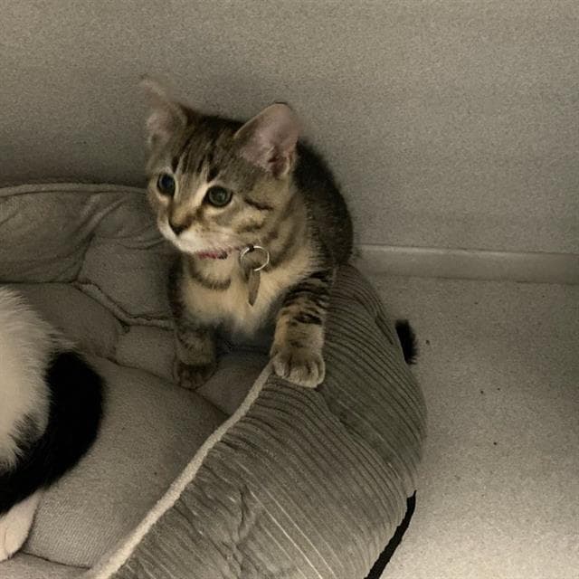 Zabu - Domestic Short Hair