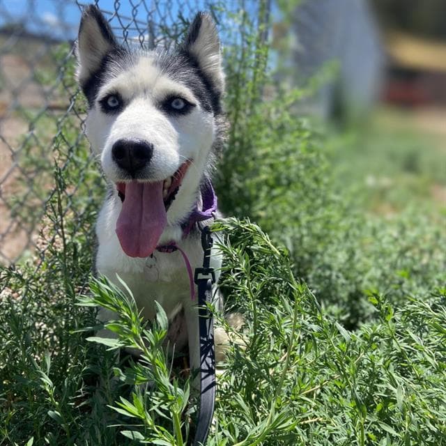 Wisteria - Siberian Husky