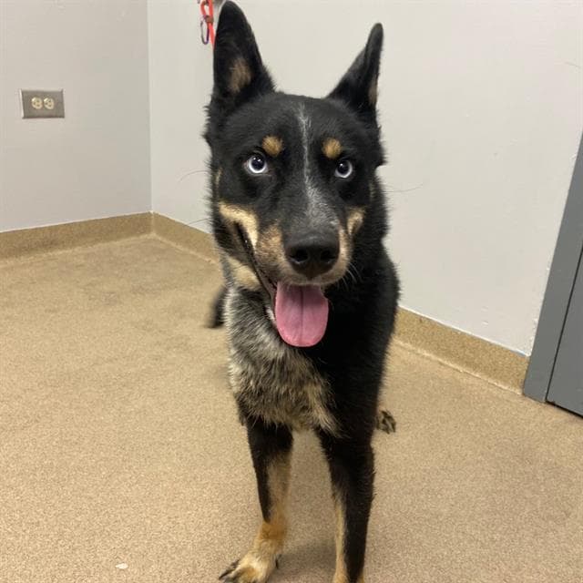 Hershey - Australian Cattle Dog/Blue Heeler