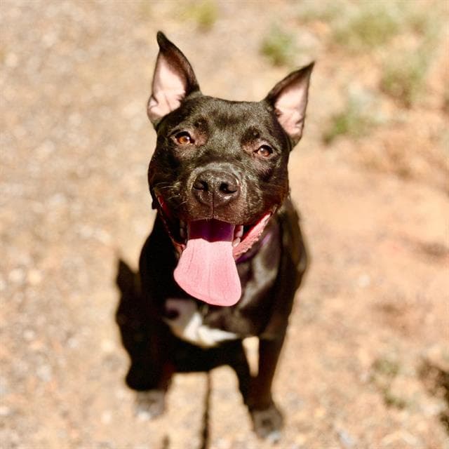 Baxter - American Staffordshire Terrier