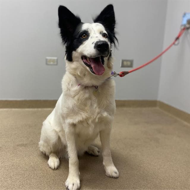 Beauty - Border Collie