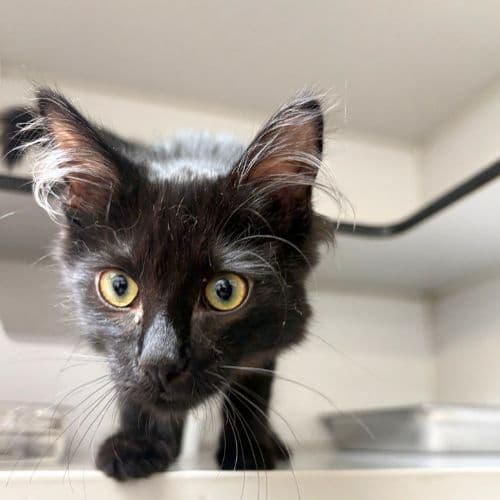 Kai - Domestic Short Hair