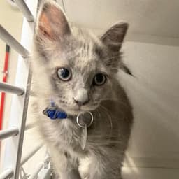 Nermal image 1