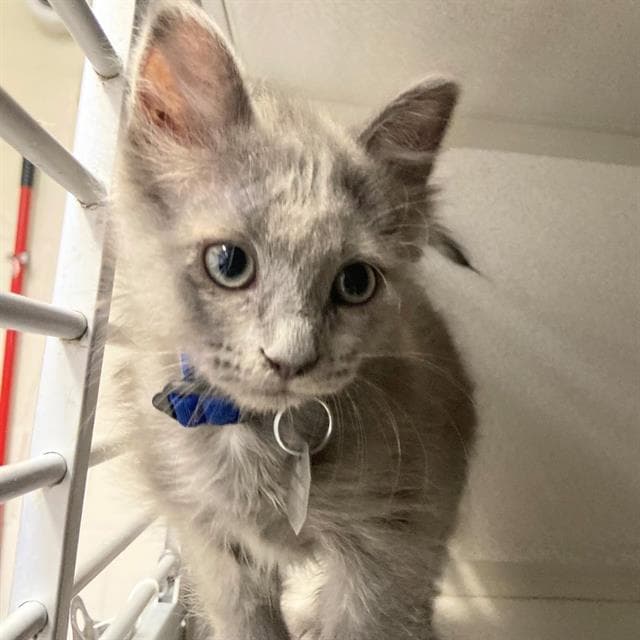 Nermal - Domestic Medium Hair