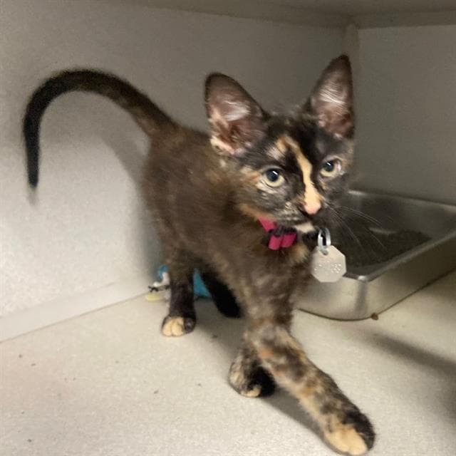 Cosima - Domestic Short Hair