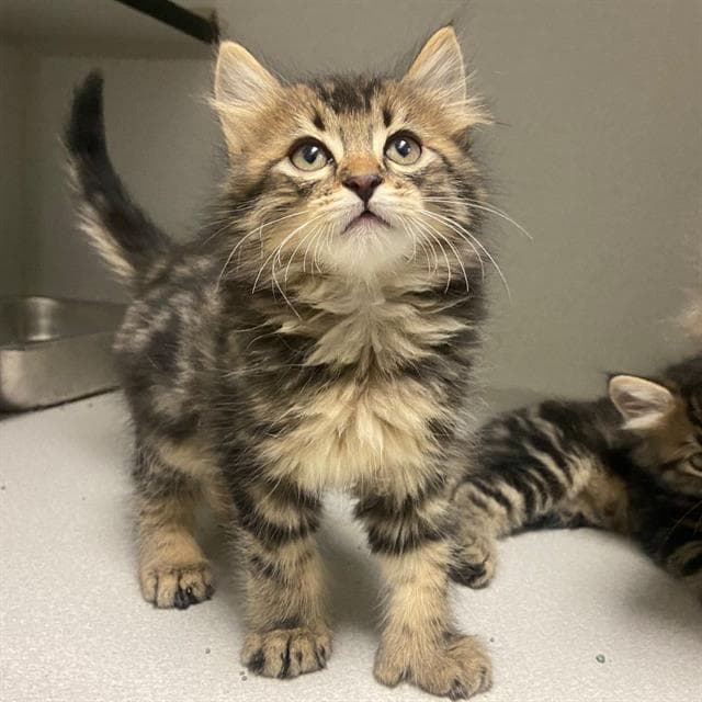 Toulouse - Domestic Medium Hair