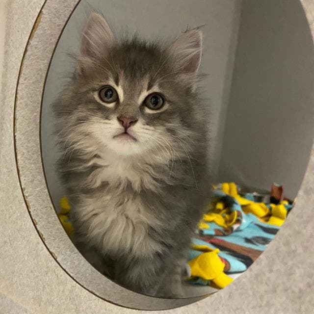 Duchess - Domestic Medium Hair