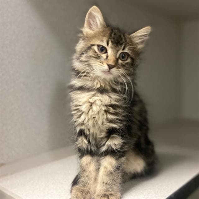 Marie - Domestic Medium Hair