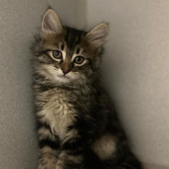 Berlioz - Domestic Medium Hair