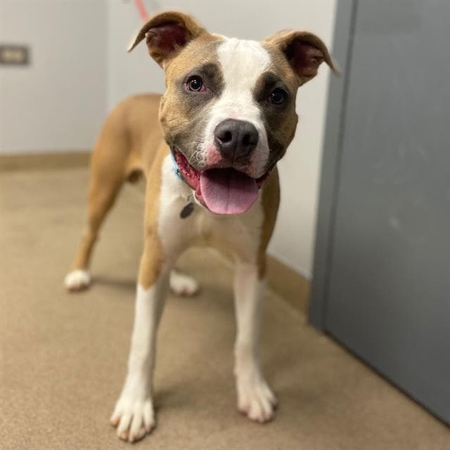 Lambo - American Bulldog