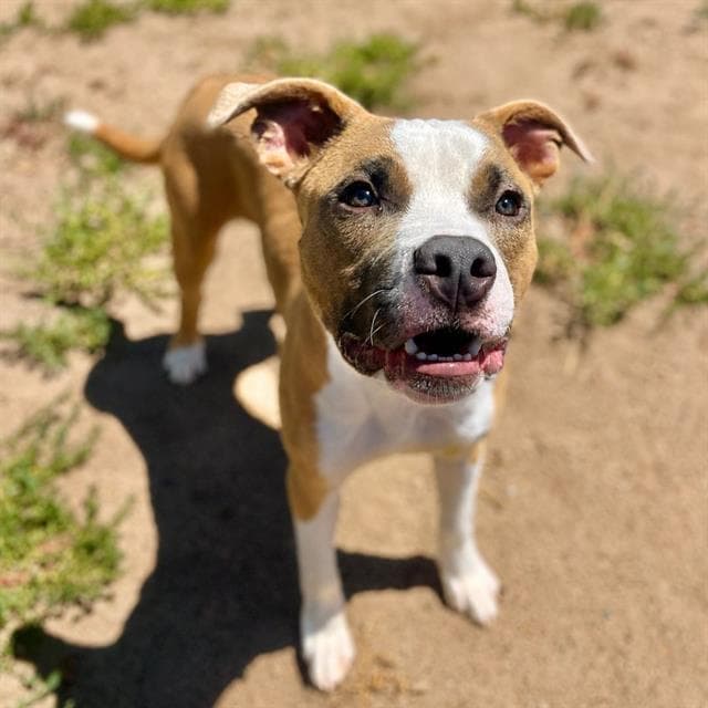 Lambo - American Bulldog