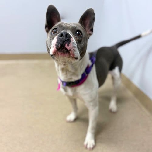 Petunia - Pit Bull Terrier