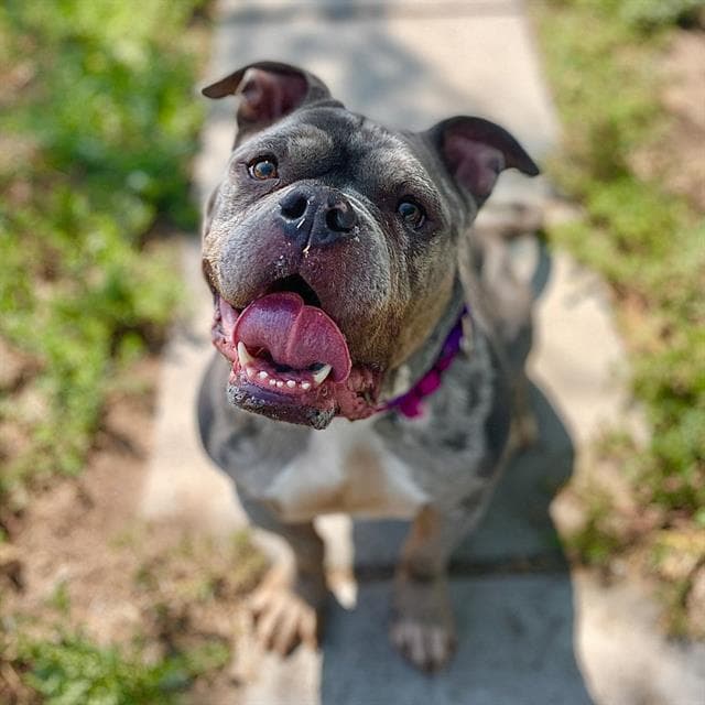 Little Miss Sunshine - English Bulldog