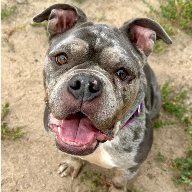 Little Miss Sunshine - English Bulldog