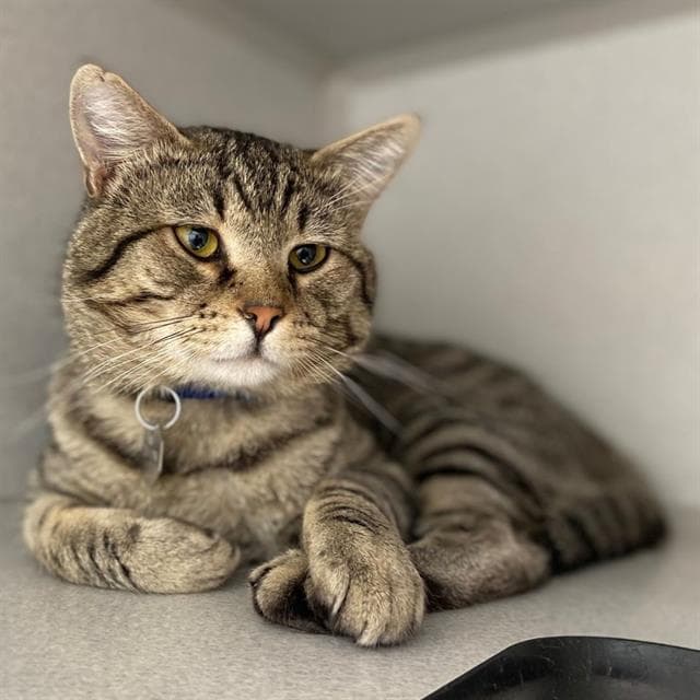 Theo - Domestic Short Hair
