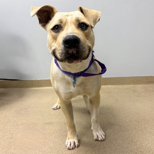 Ares - Pit Bull Terrier