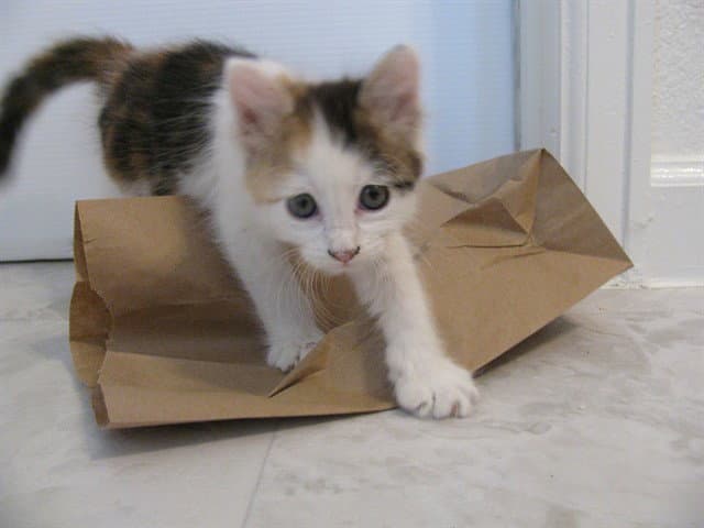 Buttercup - Domestic Short Hair