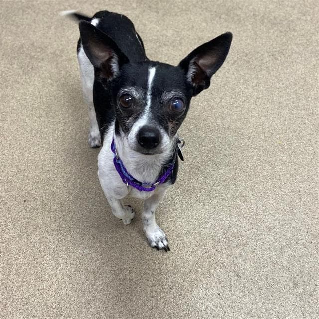 Captain - Chihuahua