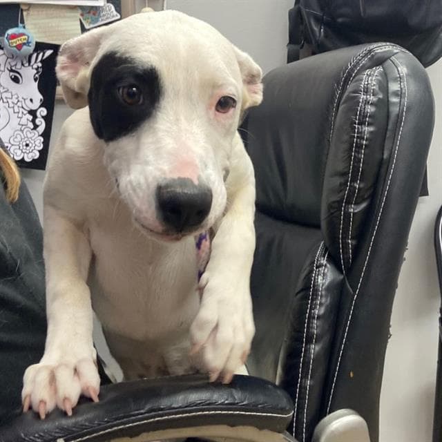 Sweet Pea - Border Collie