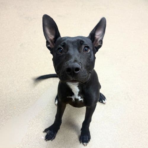Wayne - Belgian Shepherd Malinois