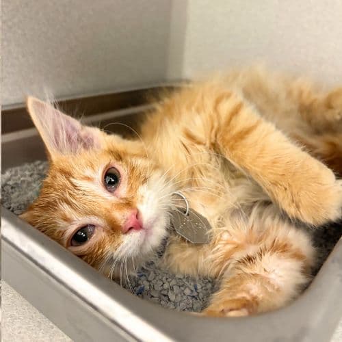 Cheddar Bay Biscuit - Domestic Medium Hair