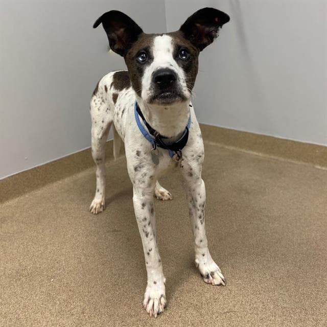 Oxford - Pointer