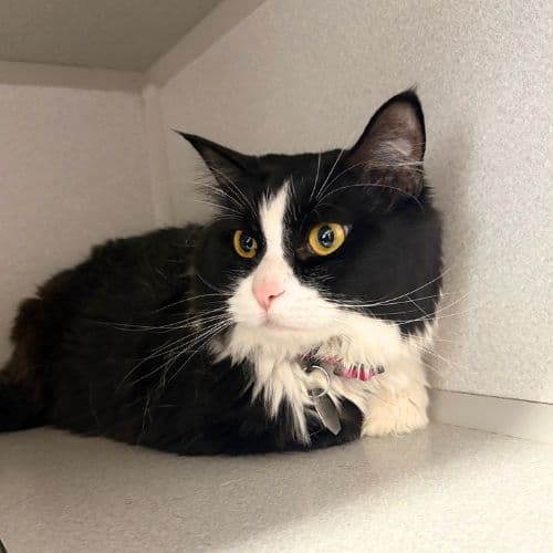 Fuzzy Pants - Domestic Medium Hair