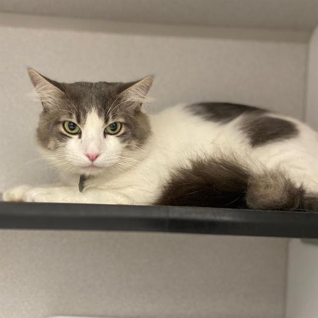 Andromeda - Domestic Short Hair