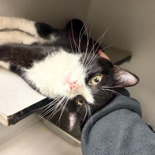 Geto - Domestic Short Hair