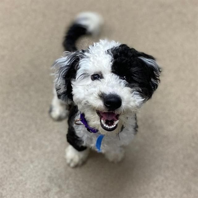 Splash - Poodle (Miniature)