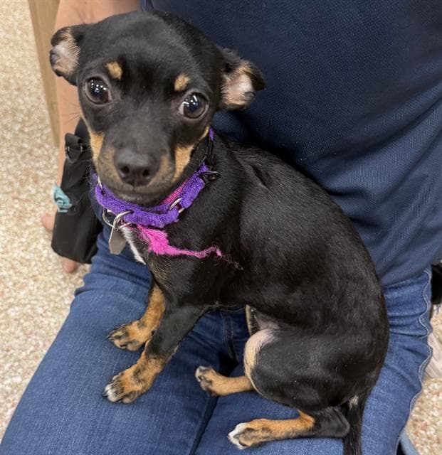 Sinclair - Chihuahua