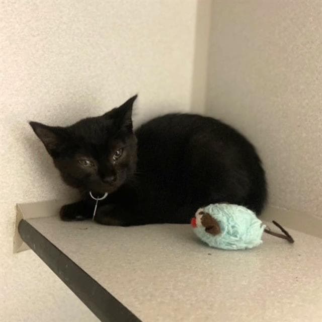 Sally - Domestic Short Hair