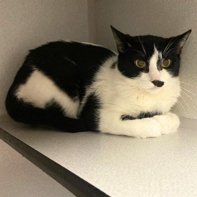 Maki - Domestic Short Hair