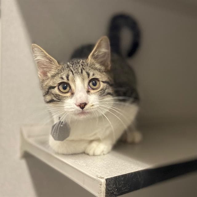 Yuta - Domestic Short Hair
