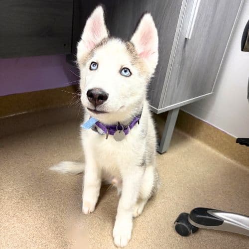 Yeti - Siberian Husky
