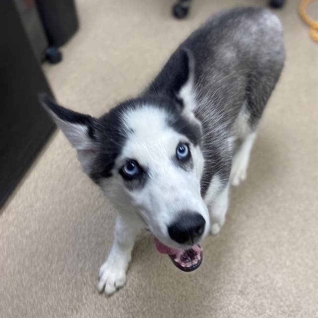 Minka - Siberian Husky