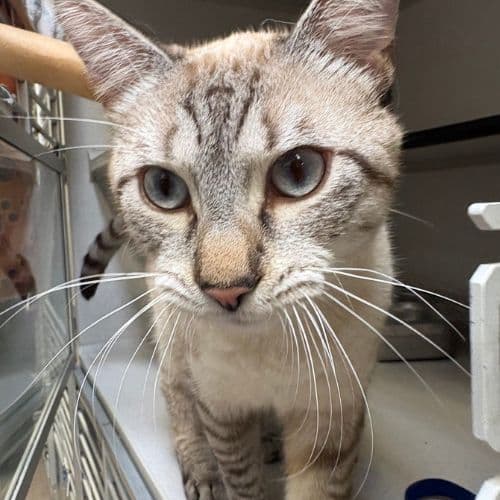 Flik - Domestic Medium Hair