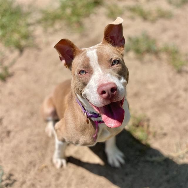 Swallowtail - American Staffordshire Terrier