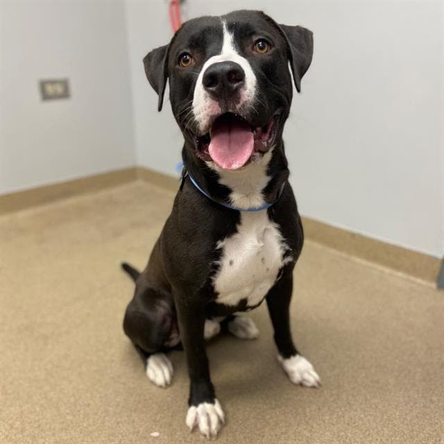 Bane - American Staffordshire Terrier