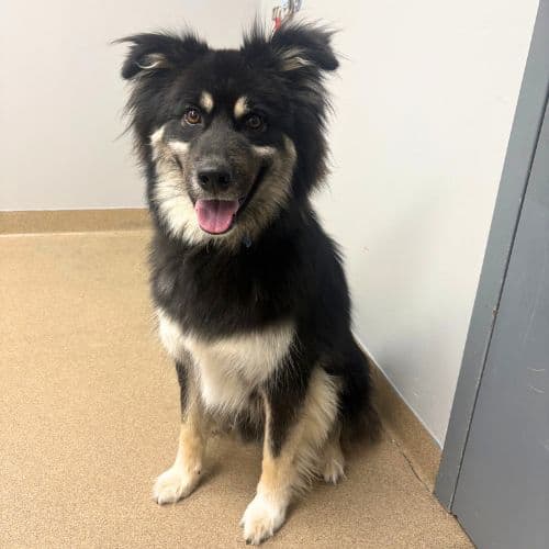 Max - Siberian Husky
