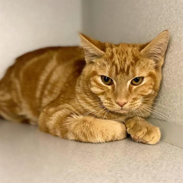 Mitton - Domestic Short Hair
