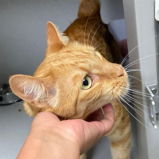 Bootsy - Domestic Short Hair