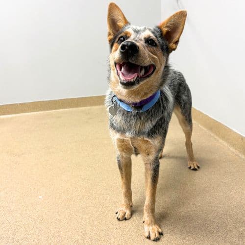 Dale - Australian Cattle Dog/Blue Heeler