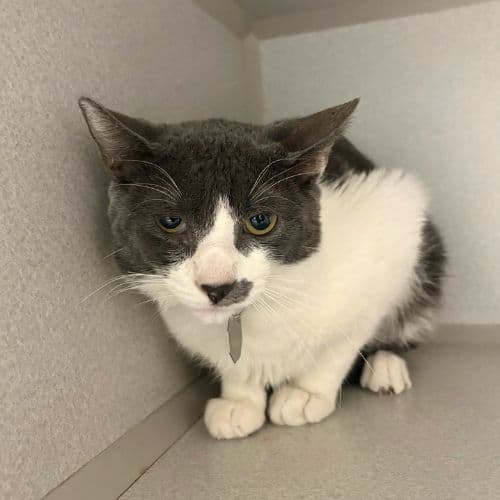 Yuji - Domestic Short Hair
