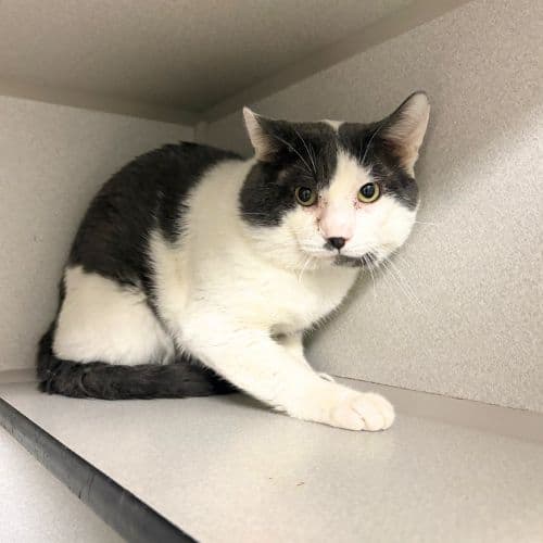 Gojo - Domestic Short Hair